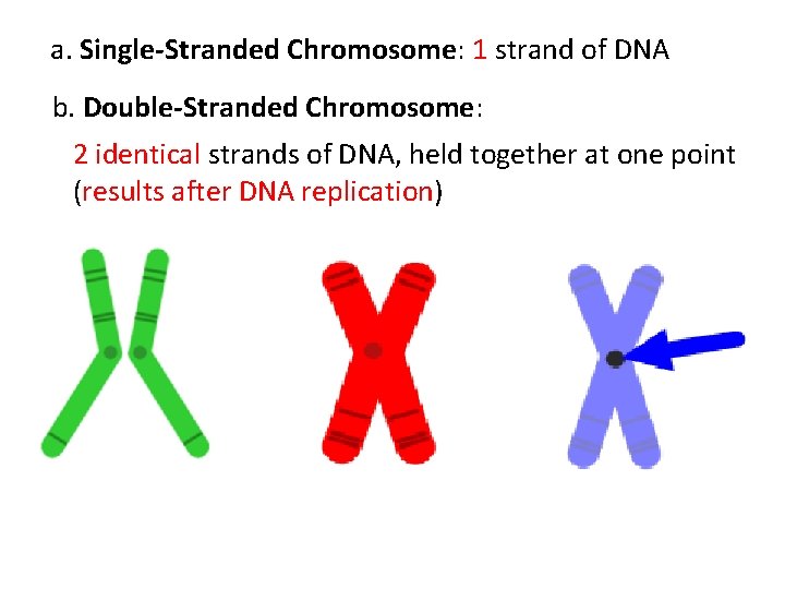 a. Single-Stranded Chromosome: 1 strand of DNA b. Double-Stranded Chromosome: 2 identical strands of