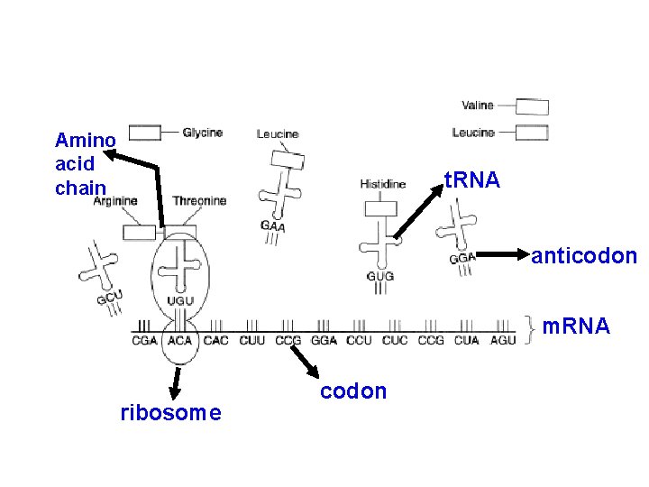 Amino acid chain t. RNA anticodon m. RNA ribosome codon 