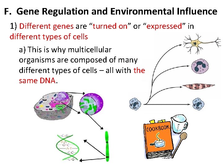 F. Gene Regulation and Environmental Influence 1) Different genes are “turned on” or “expressed”