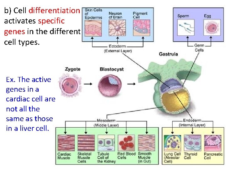 b) Cell differentiation activates specific genes in the different cell types. Ex. The active