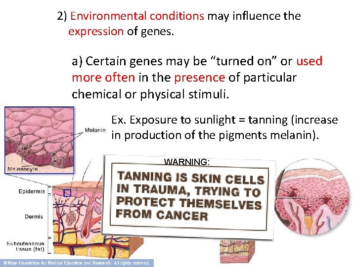 2) Environmental conditions may influence the expression of genes. a) Certain genes may be