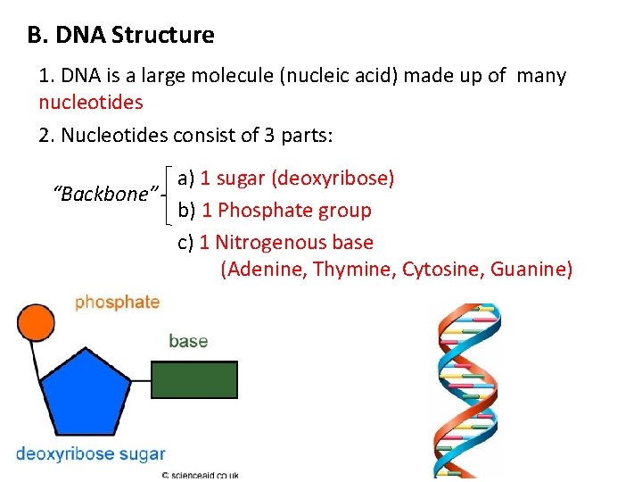 B. DNA Structure 1. DNA is a large molecule (nucleic acid) made up of