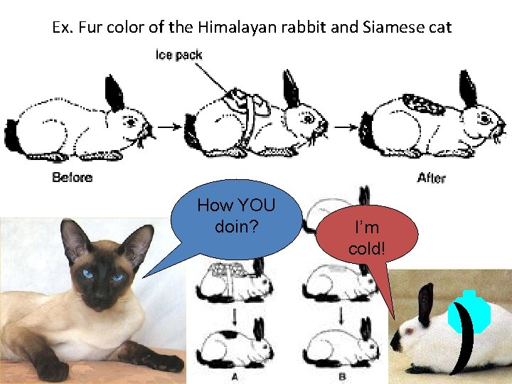 Ex. Fur color of the Himalayan rabbit and Siamese cat How YOU doin? I’m