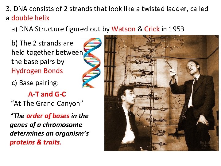 3. DNA consists of 2 strands that look like a twisted ladder, called a