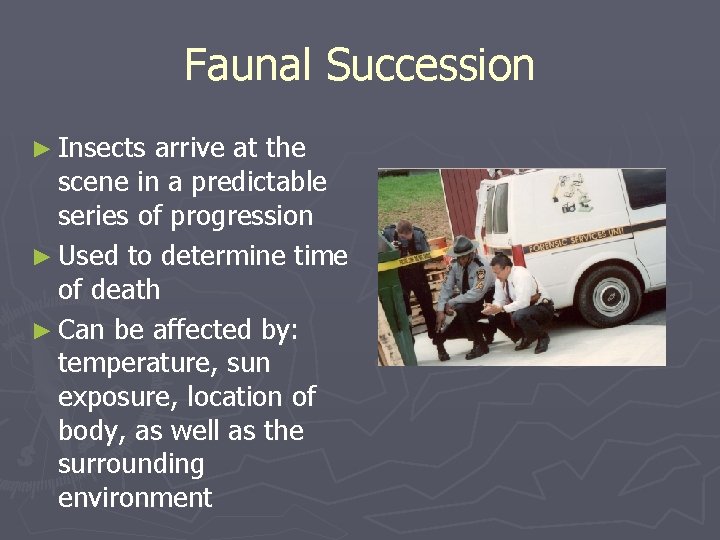 Faunal Succession ► Insects arrive at the scene in a predictable series of progression