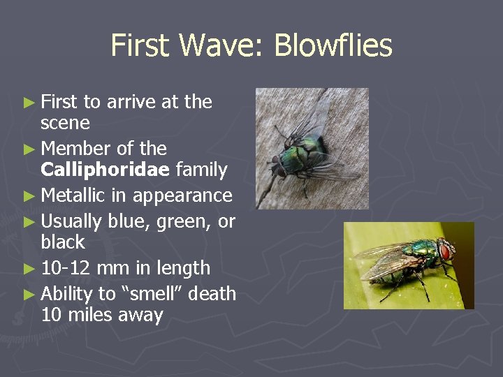 First Wave: Blowflies ► First to arrive at the scene ► Member of the