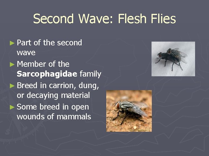 Second Wave: Flesh Flies ► Part of the second wave ► Member of the