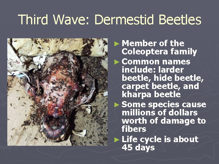 Third Wave: Dermestid Beetles ► Member of the Coleoptera family ► Common names include: