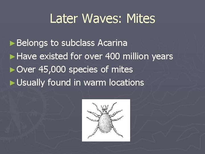 Later Waves: Mites ► Belongs to subclass Acarina ► Have existed for over 400