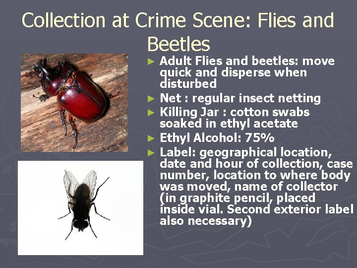 Collection at Crime Scene: Flies and Beetles Adult Flies and beetles: move quick and