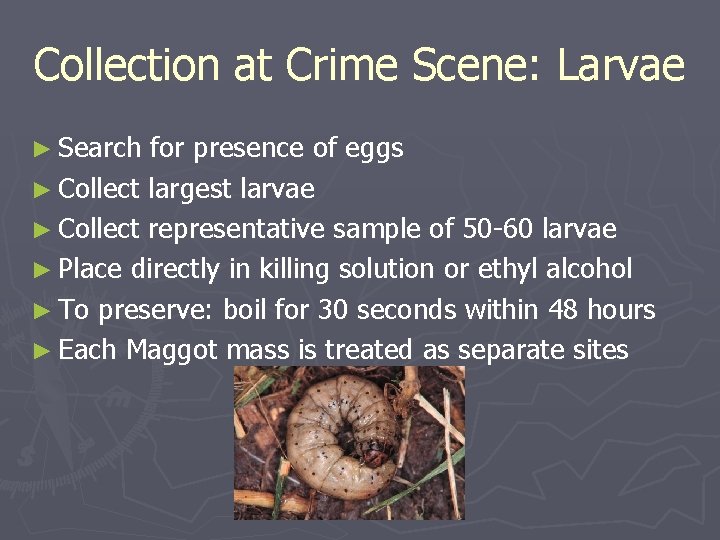 Collection at Crime Scene: Larvae ► Search for presence of eggs ► Collect largest