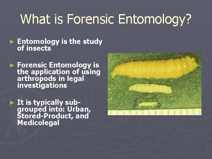 What is Forensic Entomology? ► Entomology is the study of insects ► Forensic Entomology