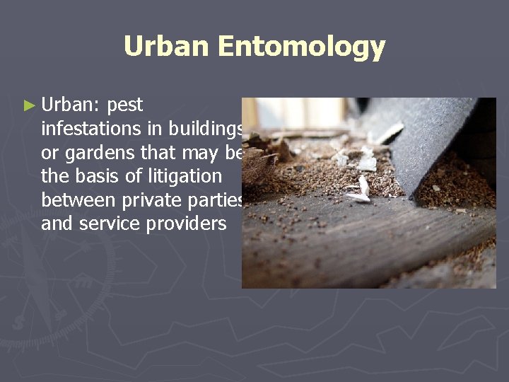 Urban Entomology ► Urban: pest infestations in buildings or gardens that may be the