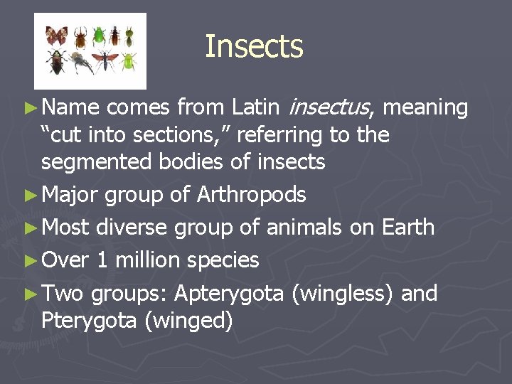 Insects comes from Latin insectus, meaning “cut into sections, ” referring to the segmented