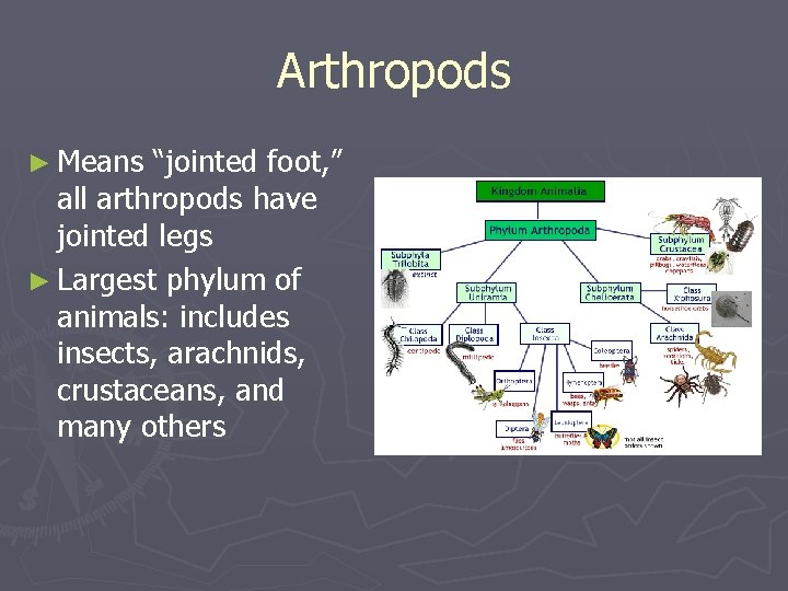 Arthropods ► Means “jointed foot, ” all arthropods have jointed legs ► Largest phylum