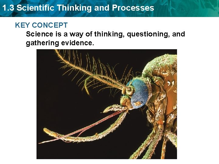 1. 3 Scientific Thinking and Processes KEY CONCEPT Science is a way of thinking,