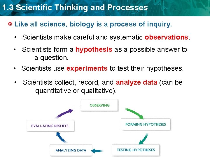 1. 3 Scientific Thinking and Processes Like all science, biology is a process of