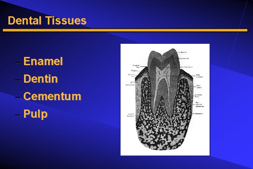Dental Tissues – Enamel – Dentin – Cementum – Pulp 