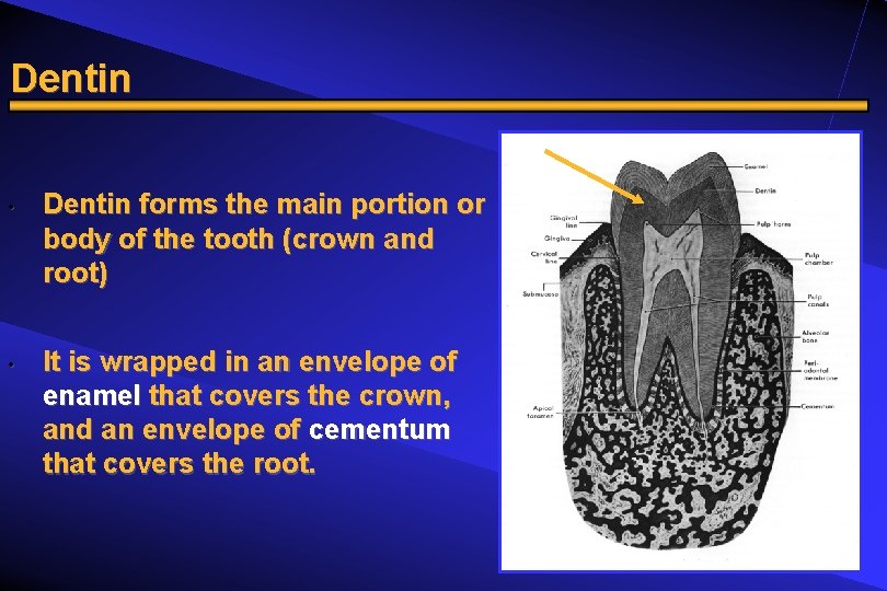 Dentin • • Dentin forms the main portion or body of the tooth (crown