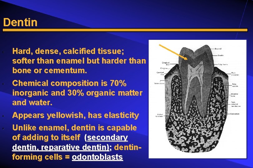 Dentin • • Hard, dense, calcified tissue; softer than enamel but harder than bone