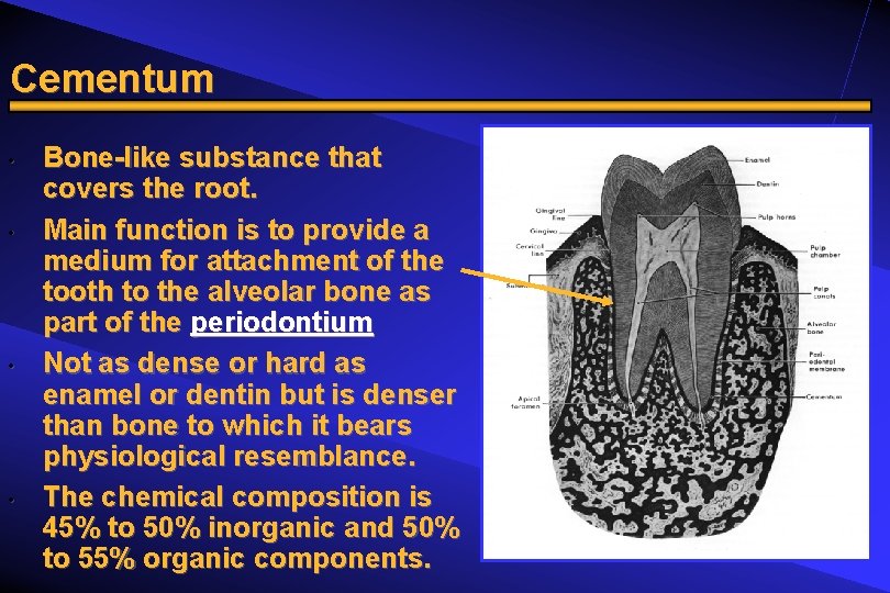 Cementum • • Bone-like substance that covers the root. Main function is to provide