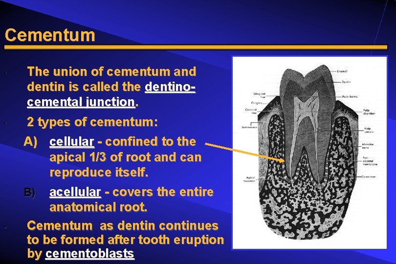 Cementum • • The union of cementum and dentin is called the dentinocemental junction.