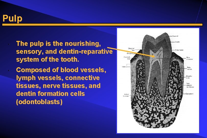 Pulp • • The pulp is the nourishing, sensory, and dentin-reparative system of the
