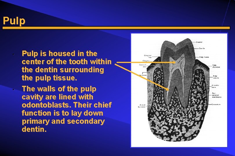 Pulp • • Pulp is housed in the center of the tooth within the