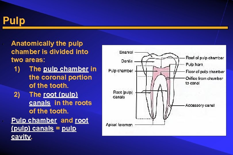 Pulp • • Anatomically the pulp chamber is divided into two areas: 1) The