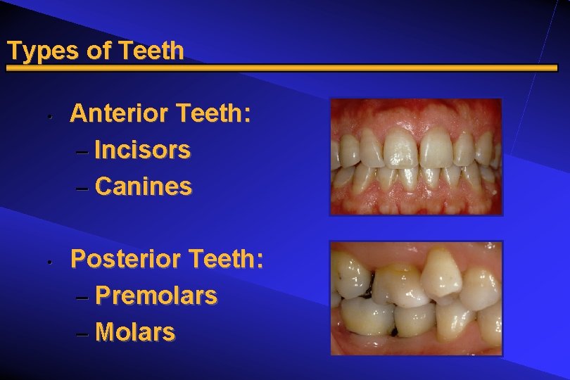 Types of Teeth • • Anterior Teeth: – Incisors – Canines Posterior Teeth: –