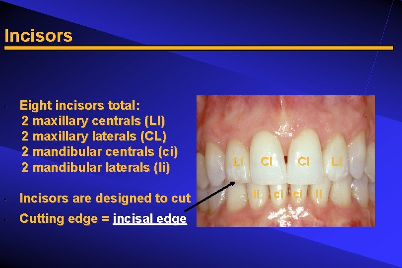 Incisors • Eight incisors total: 2 maxillary centrals (LI) 2 maxillary laterals (CL) 2