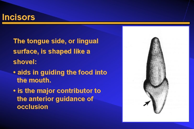 Incisors The tongue side, or lingual surface, is shaped like a shovel: • aids