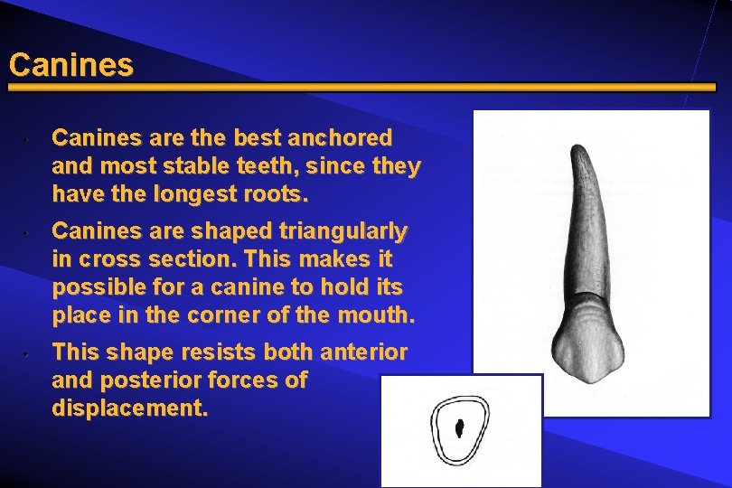 Canines • • • Canines are the best anchored and most stable teeth, since