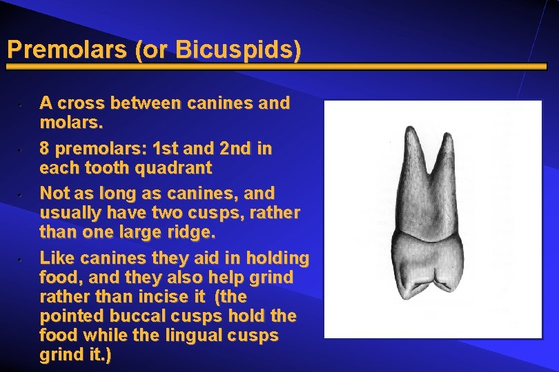 Premolars (or Bicuspids) • • A cross between canines and molars. 8 premolars: 1