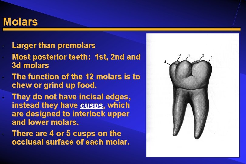 Molars • • • Larger than premolars Most posterior teeth: 1 st, 2 nd