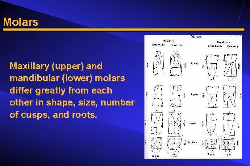 Molars Maxillary (upper) and mandibular (lower) molars differ greatly from each other in shape,