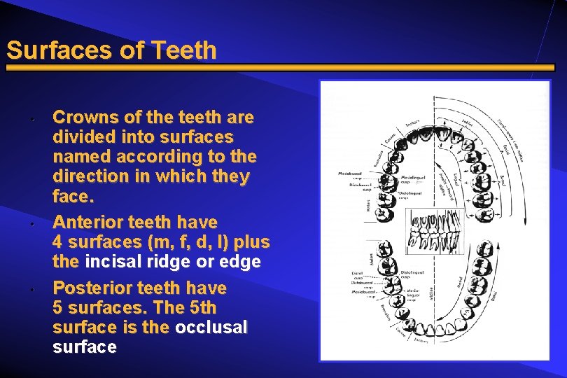 Surfaces of Teeth • • • Crowns of the teeth are divided into surfaces