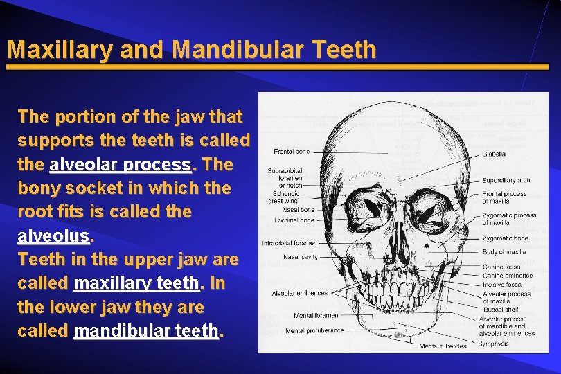 Maxillary and Mandibular Teeth The portion of the jaw that supports the teeth is