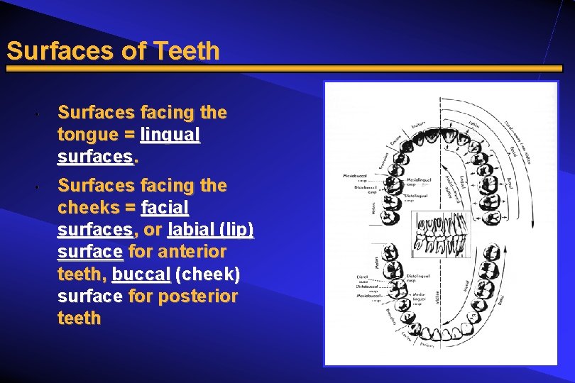 Surfaces of Teeth • • Surfaces facing the tongue = lingual surfaces. Surfaces facing