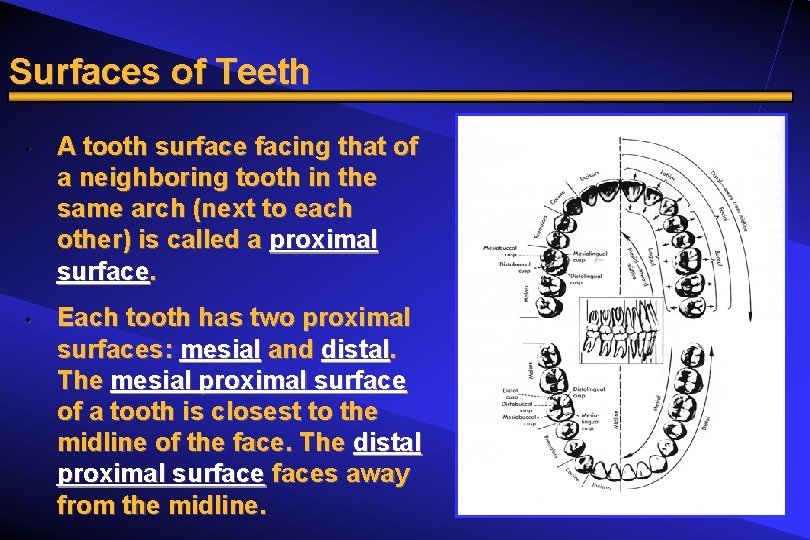 Surfaces of Teeth • • A tooth surface facing that of a neighboring tooth