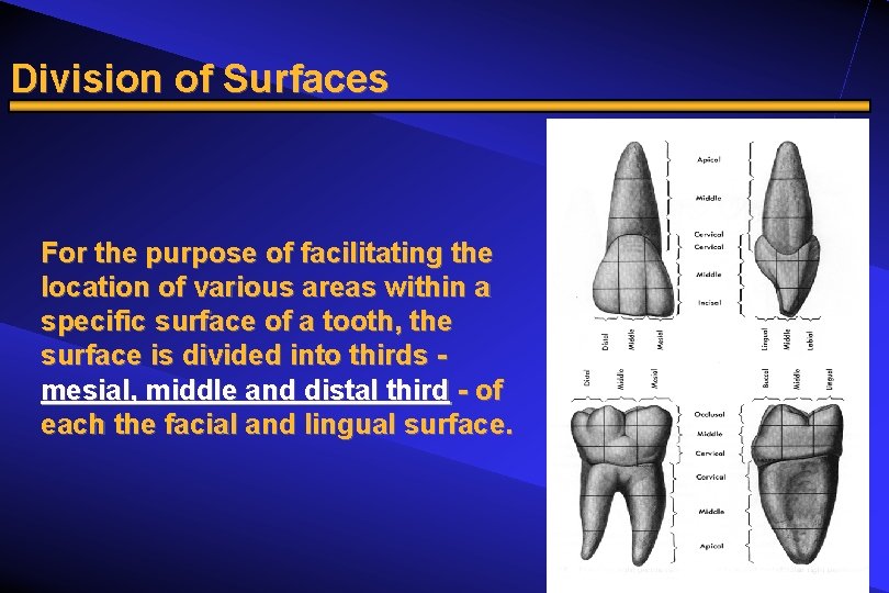 Division of Surfaces For the purpose of facilitating the location of various areas within