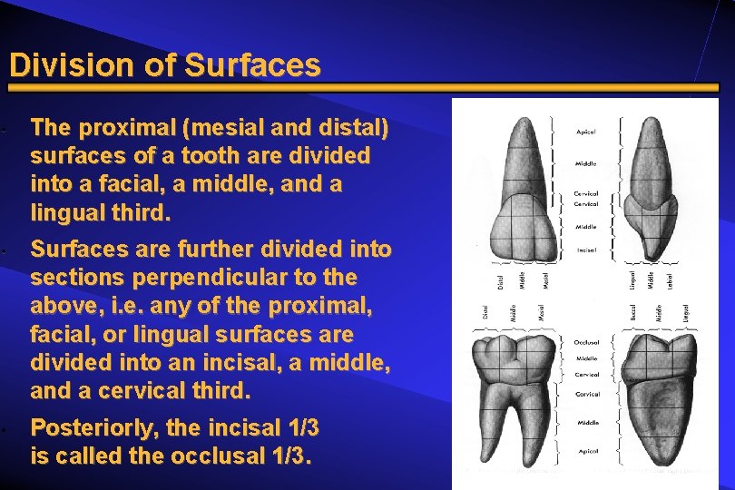 Division of Surfaces • • • The proximal (mesial and distal) surfaces of a