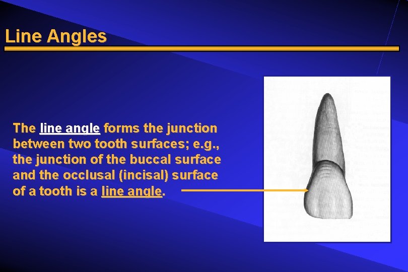 Line Angles The line angle forms the junction between two tooth surfaces; e. g.