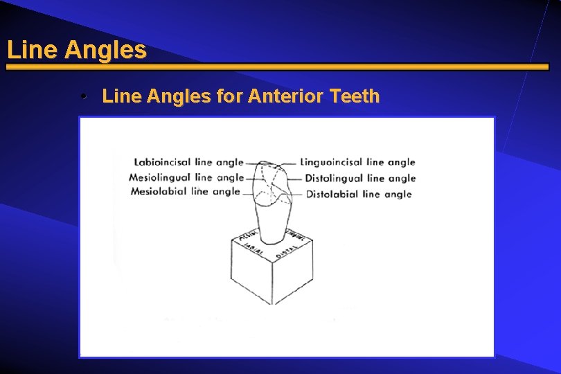 Line Angles • Line Angles for Anterior Teeth 