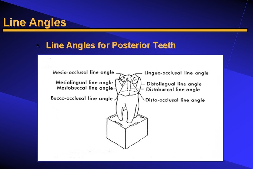 Line Angles • Line Angles for Posterior Teeth 