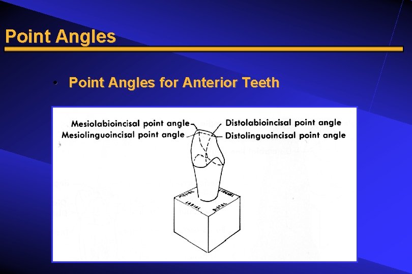 Point Angles • Point Angles for Anterior Teeth 