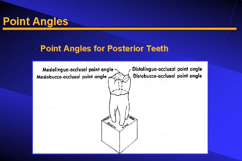 Point Angles • Point Angles for Posterior Teeth 