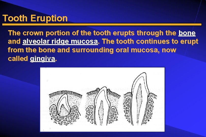 Tooth Eruption The crown portion of the tooth erupts through the bone and alveolar