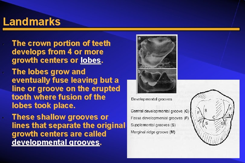 Landmarks • • • The crown portion of teeth develops from 4 or more