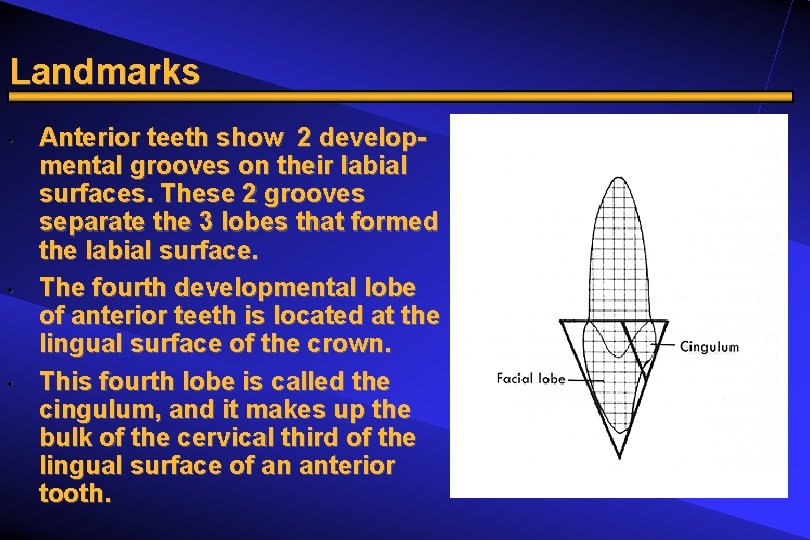 Landmarks • • • Anterior teeth show 2 developmental grooves on their labial surfaces.